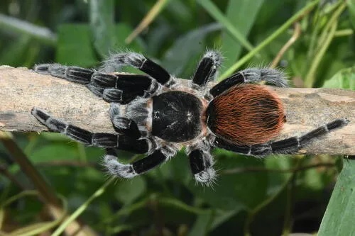 Mexican Red-rump Tarantula