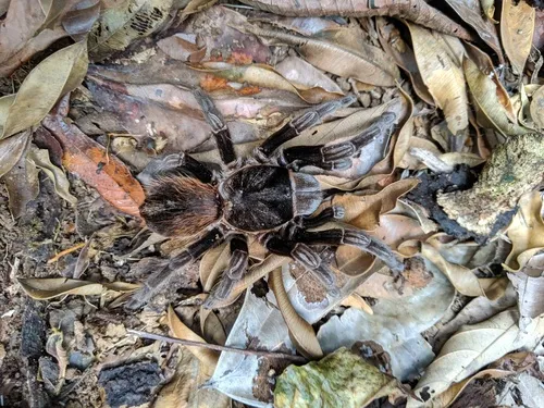 Mexican Red-rump Tarantula - photo 4