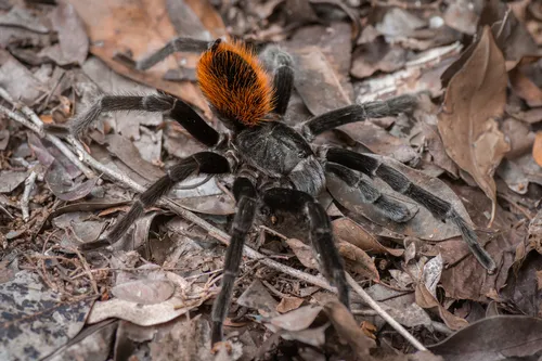 Mexican Red-rump Tarantula - photo 5