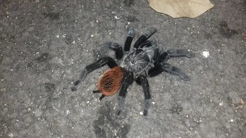 Mexican Red-rump Tarantula - photo 6
