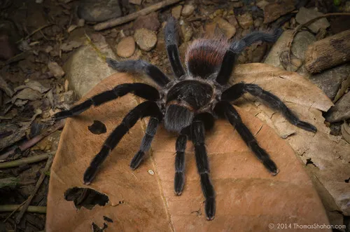 Mexican Red-rump Tarantula - photo 7