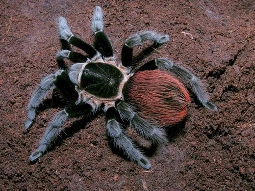 Mexican Red-rump Tarantula - photo 8