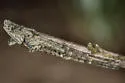 Tmarus angulatus