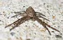 Tmarus angulatus - photo 2