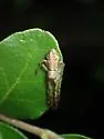 Tmarus angulatus - photo 3