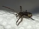 Tmarus angulatus - photo 4