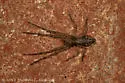 Tmarus angulatus - photo 5
