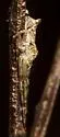 Tmarus floridensis