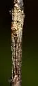 Tmarus floridensis - photo 2