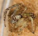 Tmarus floridensis - photo 4