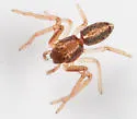 Tmarus minutus