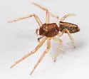 Tmarus minutus - photo 2