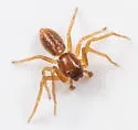 Tmarus minutus - photo 3
