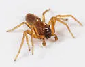 Tmarus minutus - photo 4