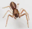 Tmarus minutus - photo 5