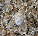 Tmemophlebia coquilletti - photo 2