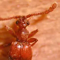 Tmesiphorus carinatus