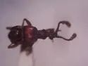 Tmesiphorus carinatus - photo 2