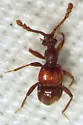 Tmesiphorus carinatus - photo 3
