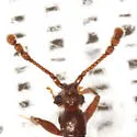 Tmesiphorus carinatus - photo 4