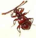 Tmesiphorus costalis - photo 2