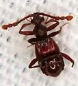 Tmesiphorus costalis - photo 3