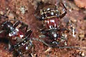 Tmesiphorus costalis - photo 4