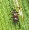 Tmesiphorus costalis - photo 5
