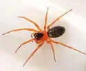 Tmeticus ornatus