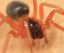 Tmeticus ornatus - photo 2