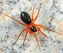 Tmeticus ornatus - photo 3