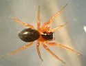 Tmeticus ornatus - photo 4