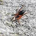 Tmeticus ornatus - photo 5