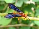 Tmetogaster nubilipennis - photo 2