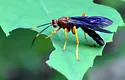 Tmetogaster nubilipennis - photo 3