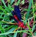 Tmetogaster nubilipennis - photo 4