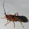 Tmetogaster nubilipennis - photo 5