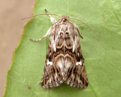 Toadflax Brocade - Calophasia lunula