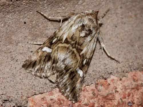 Toadflax Brocade - photo 2