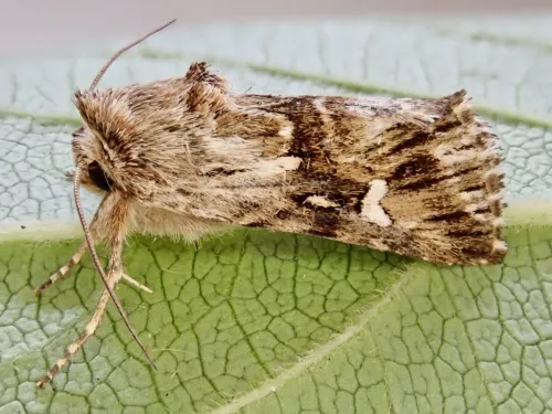 Toadflax Brocade - photo 3