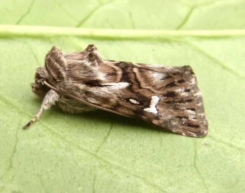 Toadflax Brocade - photo 4