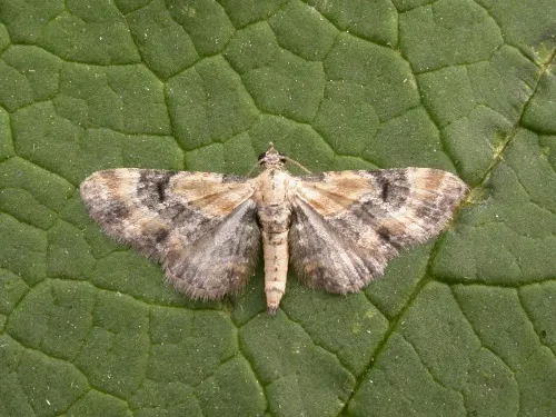 Toadflax Pug - Eupithecia linariata
