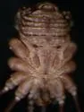 Togwoteeus biceps - photo 4