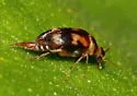 Tolidomordella discoidea