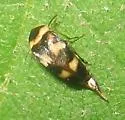Tolidomordella discoidea - photo 2