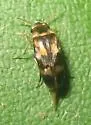 Tolidomordella discoidea - photo 3