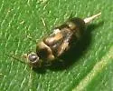 Tolidomordella discoidea - photo 4