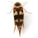 Tolidomordella discoidea - photo 5