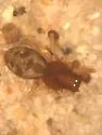 Tolkienus bellans
