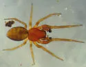 Tolkienus longispinus